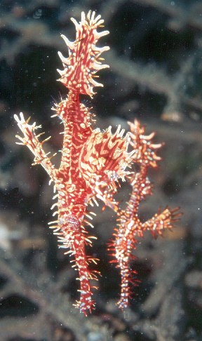 Hayalet pipobalığı